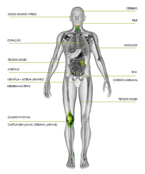 Anatomia do corpo humano pela FM Solutions